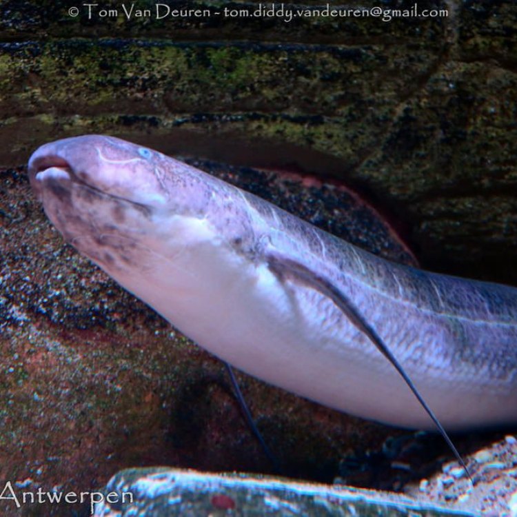 The Fascinating World of the African Lungfish