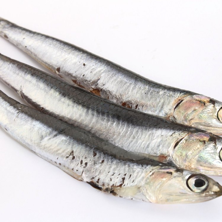 The Fascinating World of the Anchovy Fish: An Environmental Superstar