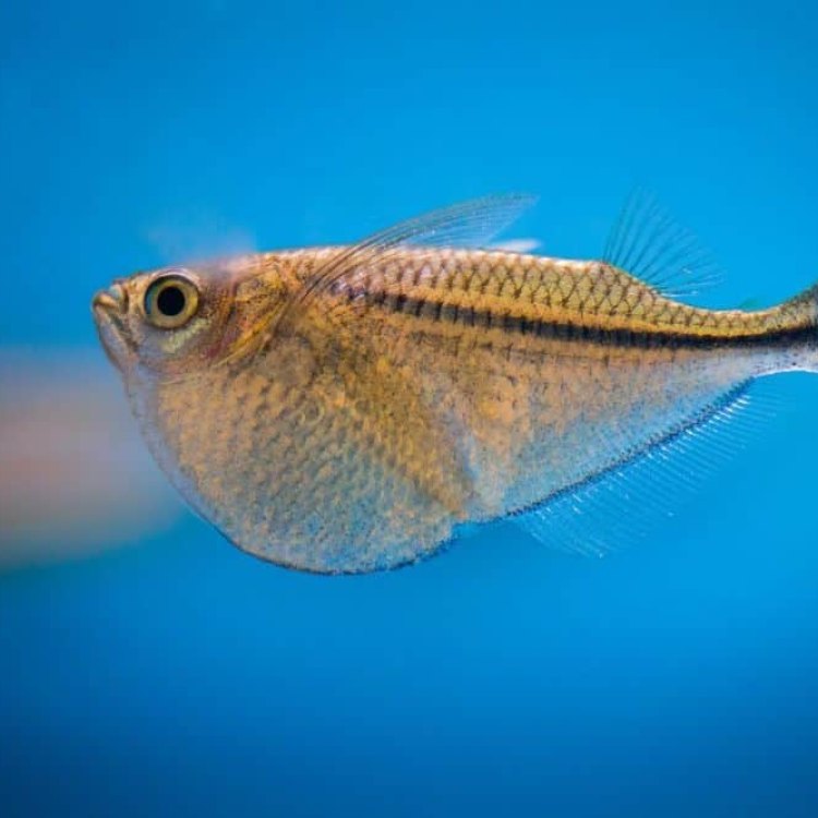 The Interesting World of Freshwater Hatchetfish