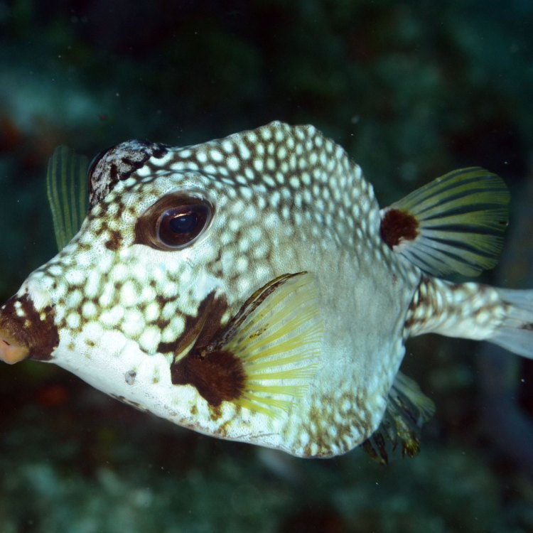 The Colorful and Unique Trunkfish: A Fascinating Creature of Coral Reefs