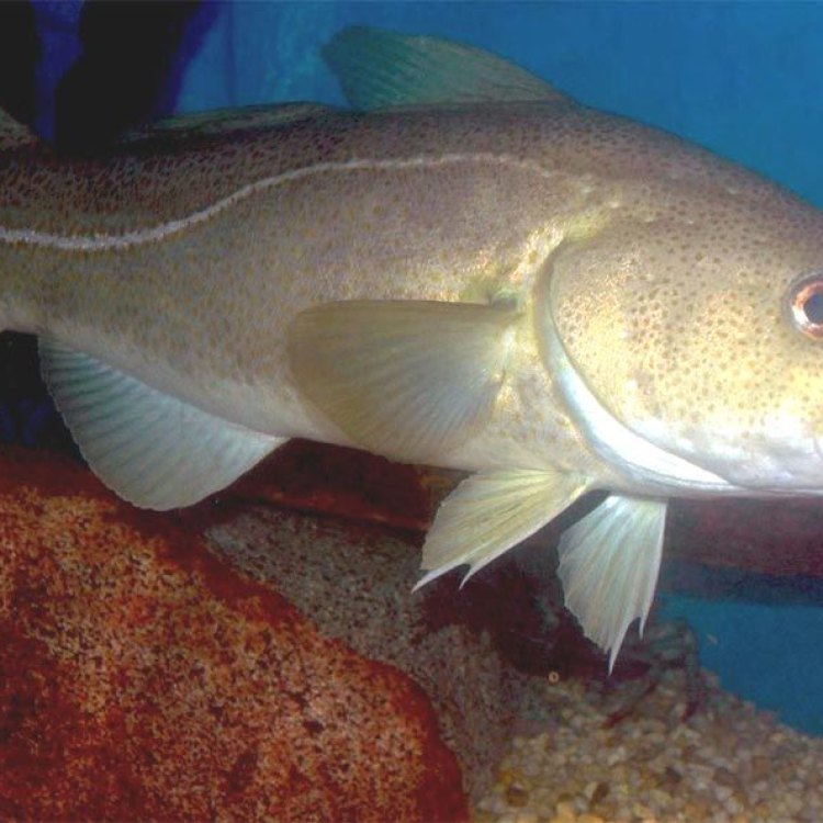 The Mighty Atlantic Cod: A Key Species of the North Atlantic Ocean