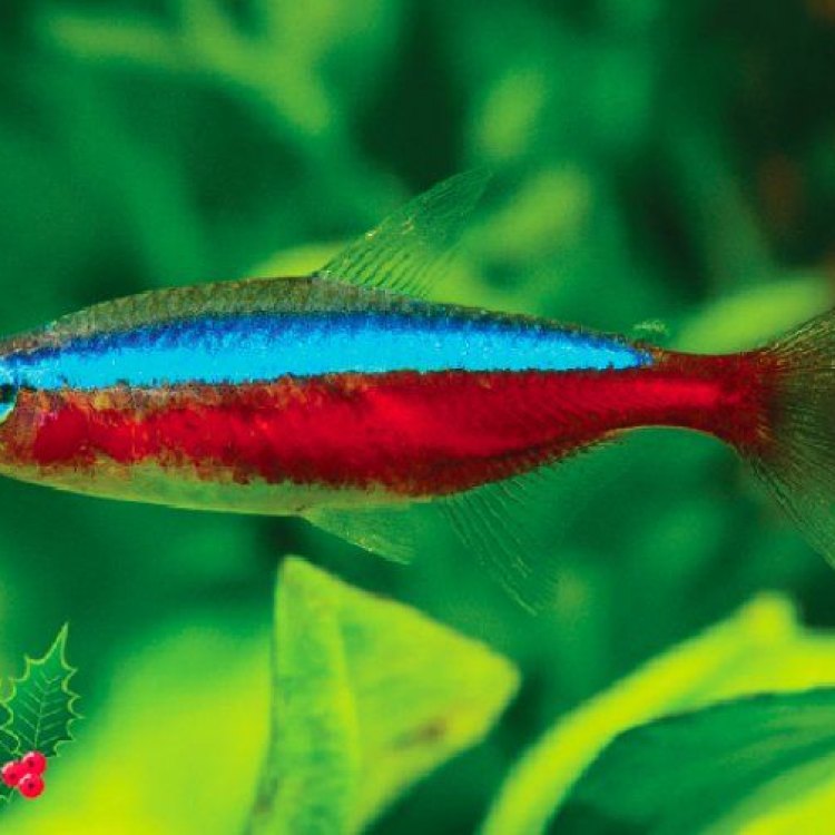 The Captivating Cardinal Tetra: A Small Fish with a Big Personality in the Amazon Rainforest