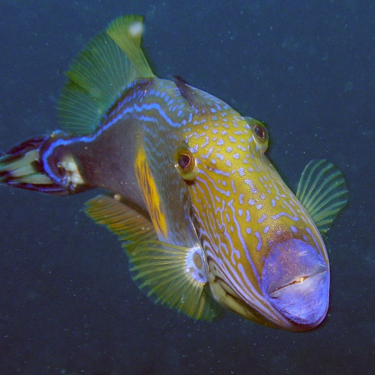 Unlocking the Mysteries of the Leatherjacket: Exotic Beauties of the Sea