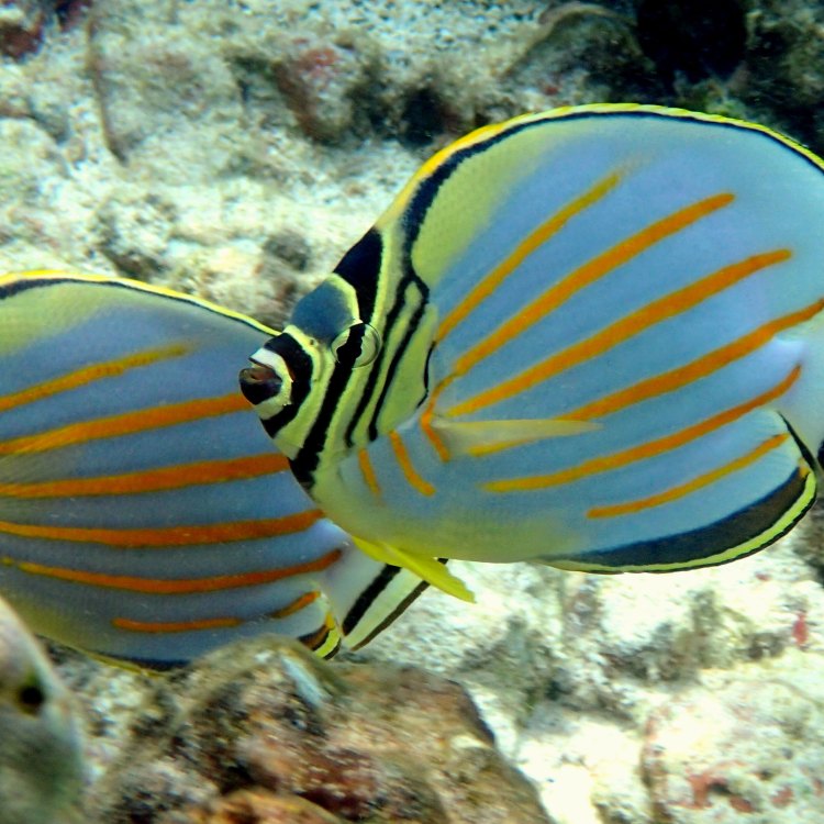 The Majestic Butterflyfish: A Vibrant Beauty in Tropical Reefs