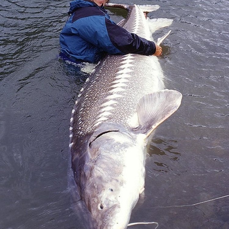The Fascinating World of Sturgeon: The Long-Lived Giants of the Freshwater World