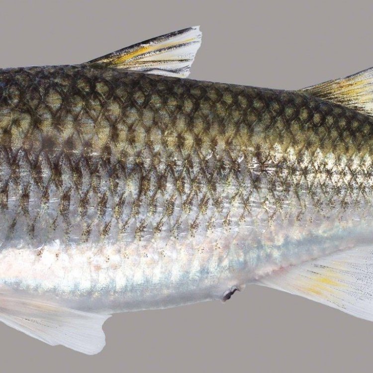 The Mighty Mullet: A Fascinating Fish Found Around the World