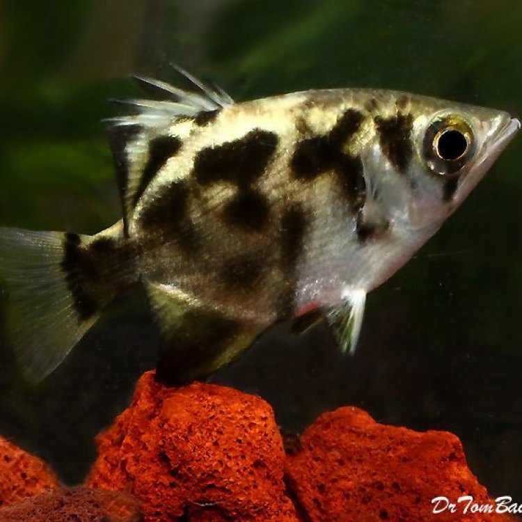 The Fascinating Archerfish: Masters of Precision and Survival
