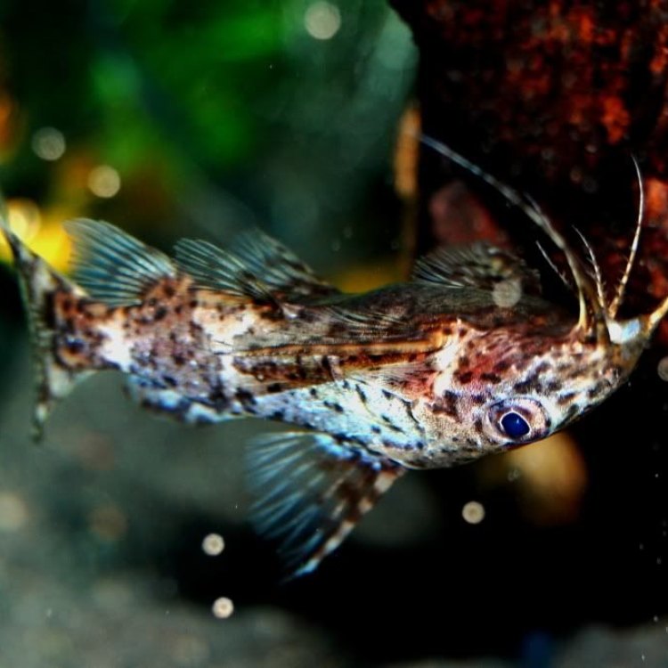 The Fascinating Upside Down Catfish – An Aquatic Marvel from the Democratic Republic of Congo