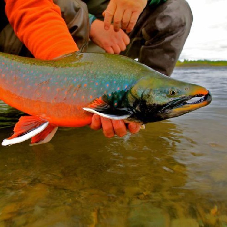 The Mysteries of the Dolly Varden Trout: Untold Secrets of this Prized Freshwater Fish