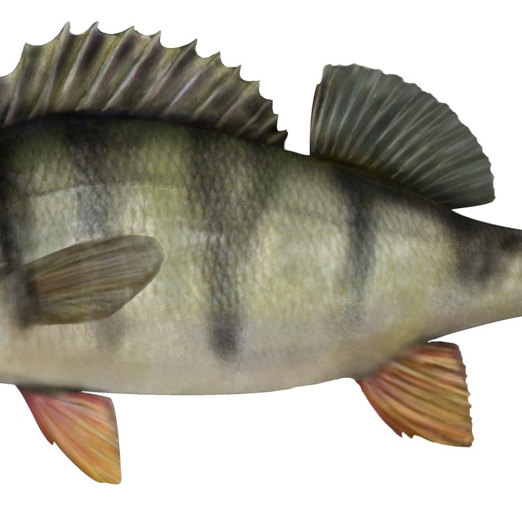 The Adaptable Redfin Perch: A Master of Freshwater Habitats