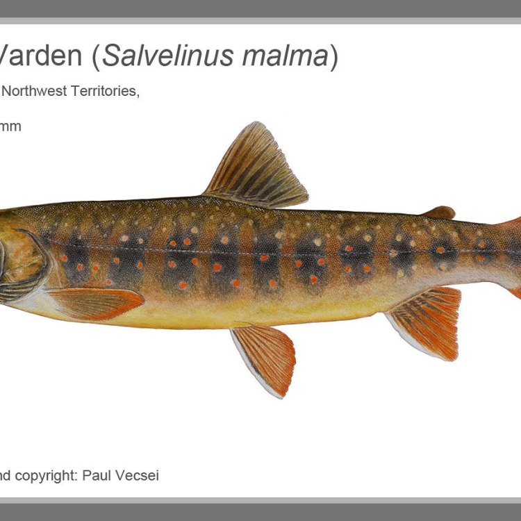 The Fascinating Southern Dolly Varden: A Predatory Fish of North America