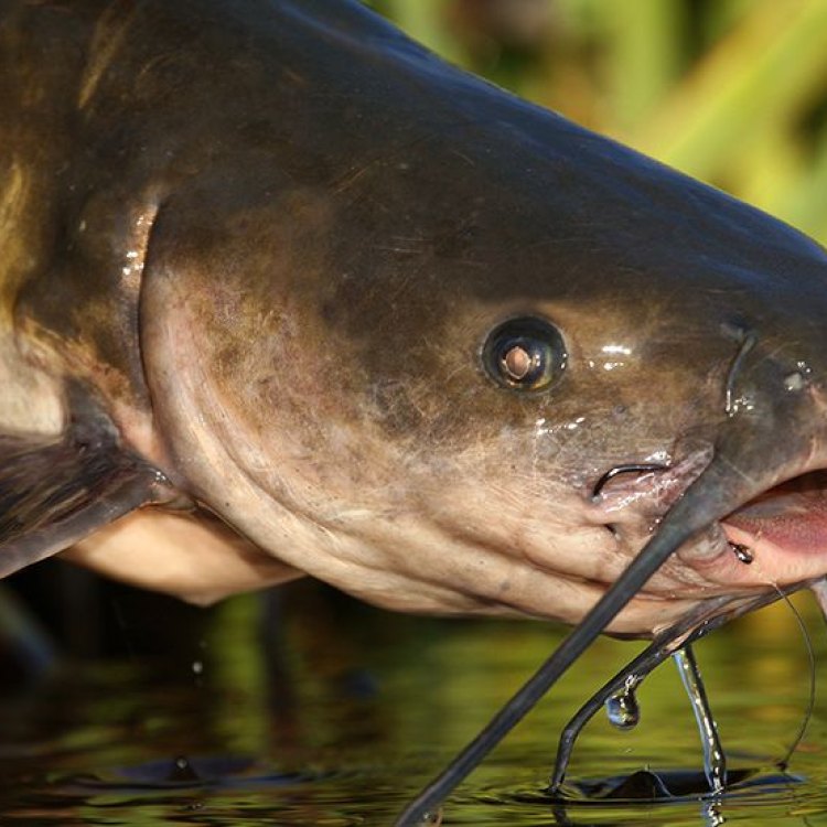 The Mysterious Angler Catfish: An Ambush Predator From The Depths of The Indo-Pacific Region