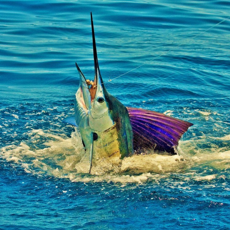 The Magnificent Sailfish: A Master of the Open Ocean