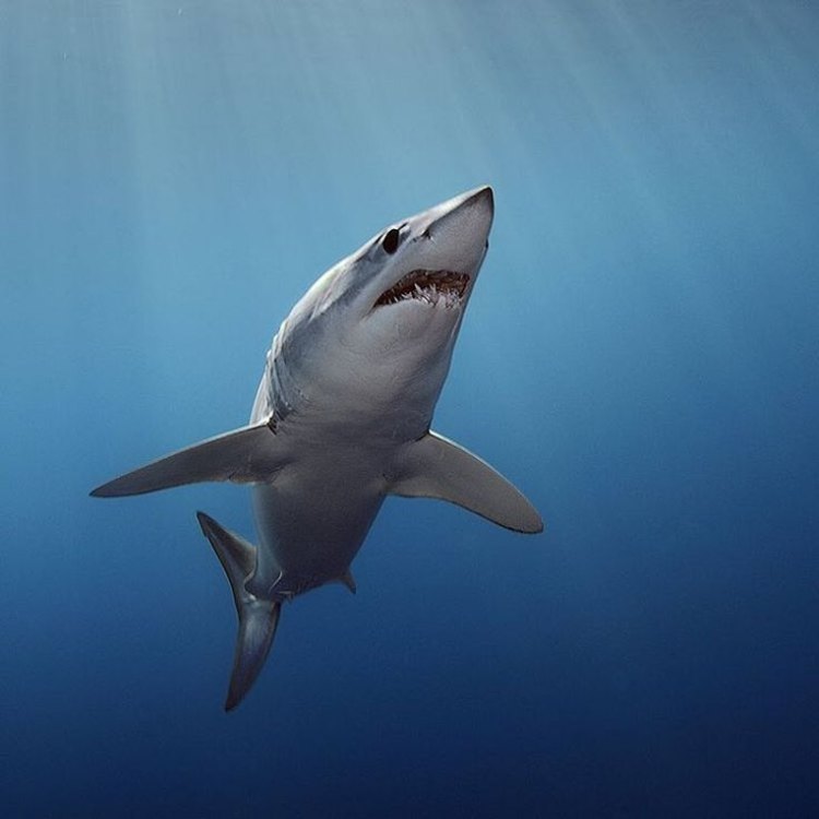 The Fastest and Fiercest Predator of the Open Ocean: Meet the Mako Shark