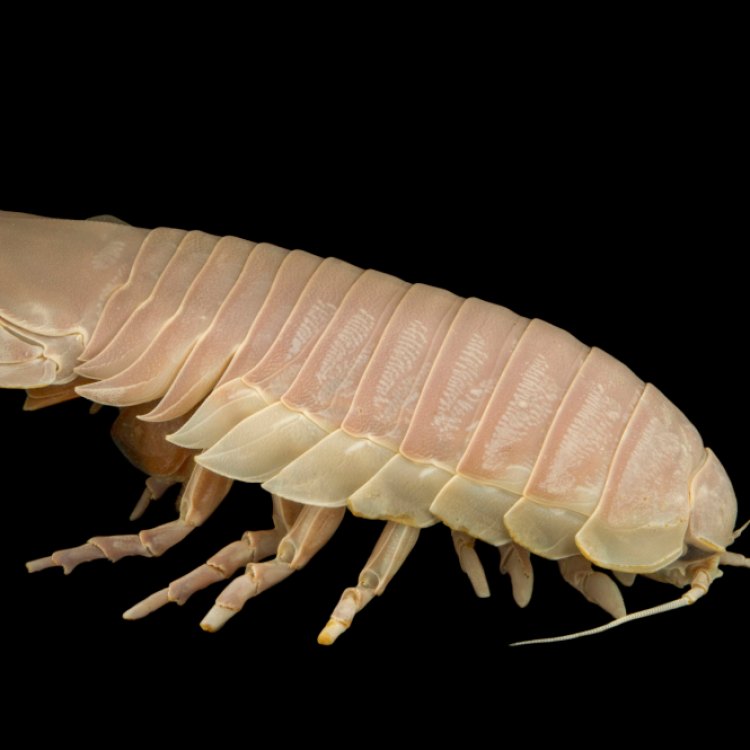 The Resilient Roach: A Unique Fish Species of Europe