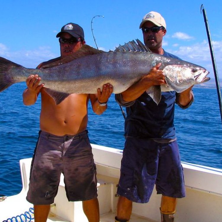 Exploring the Wonders of the Bonito Fish: The Active Predator of the Open Waters