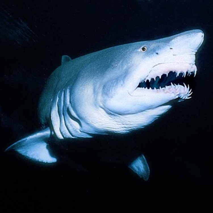 The Unique and Fascinating World of the Sand Tiger Shark