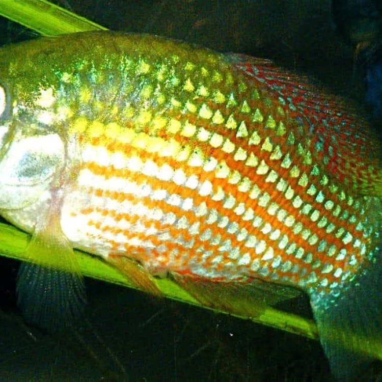 The Enchanting Flagfish: A Vibrant Addition to Your Freshwater Aquarium