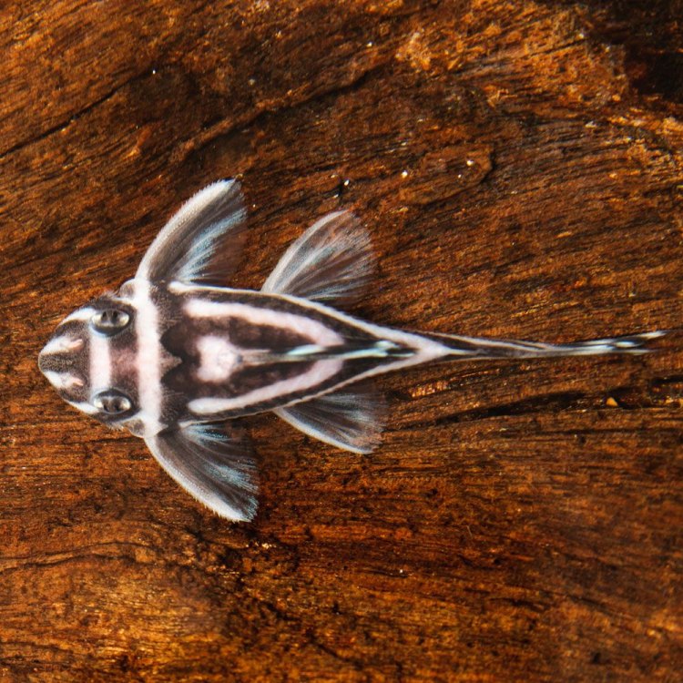 The Fascinating Zebra Pleco: A Unique Fish from the Xingu River