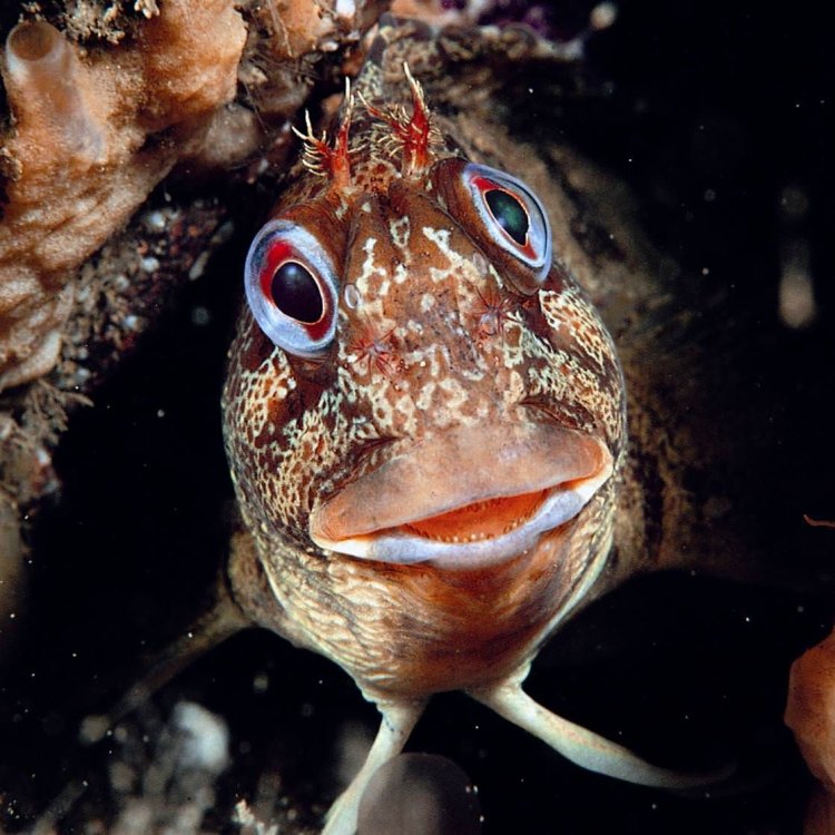 The Fascinating Tompot Blenny: A Master of Adaptation