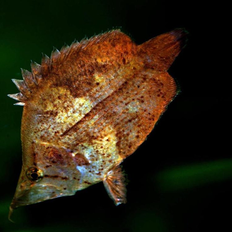 The Fascinating World of Leaffish: A Closer Look at South America's Carnivorous River Dwellers