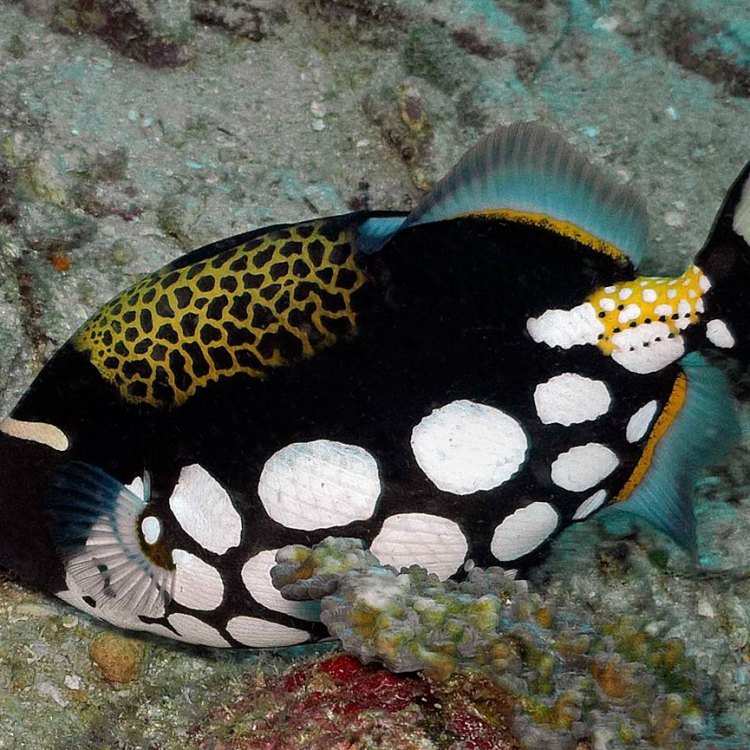 The Enigmatic Beauty of the Clown Triggerfish