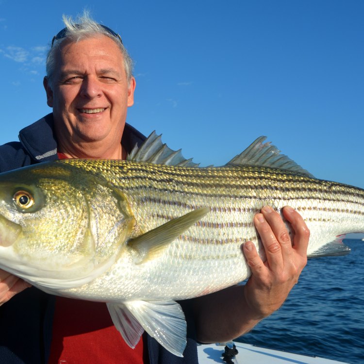 The Magnificent Striped Bass: A Versatile and Iconic Fish