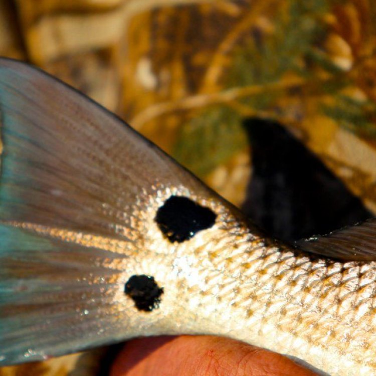 The Versatile Spottail Pinfish: An Ocean Treasure of the Eastern United States Coast