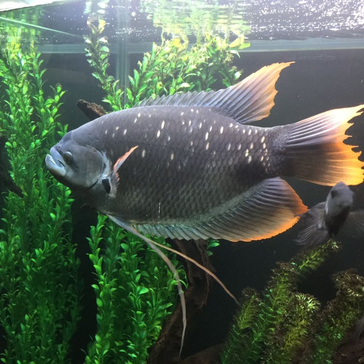 The Mighty Giant Gourami: A Fascinating Freshwater Fish from Southeast Asia