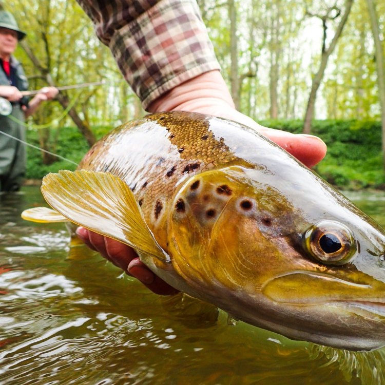 The Fascinating World of the Brown Trout: A True Survivor of Freshwater Habitats