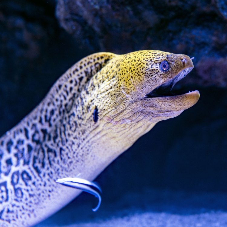 The Mysterious Arrowtooth Eel: A Deep-Sea Predator of the Pacific Ocean