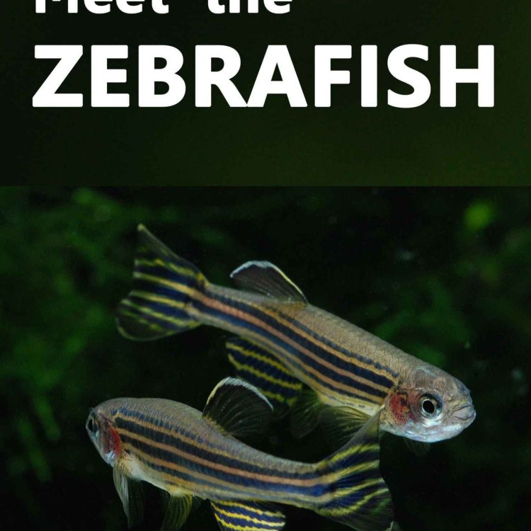 The Fascinating World of Zebrafish: A Closer Look at the Colorful Danio rerio