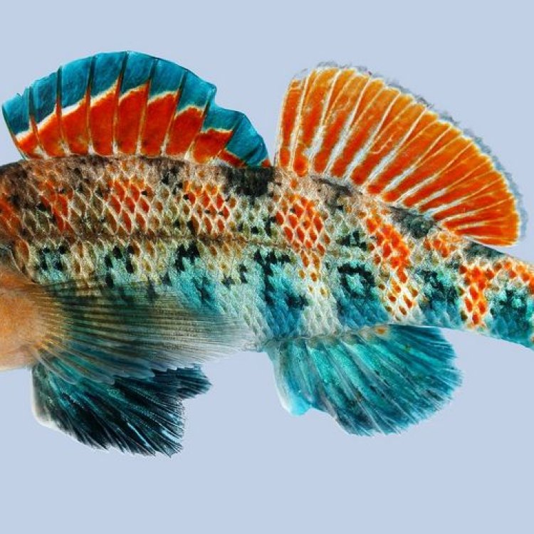 The Elusive Darter: A Closer Look at This Small but Mighty Fish