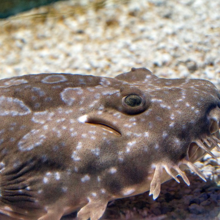 The Enigmatic Wobbegong: A Master of Ambush in the Ocean