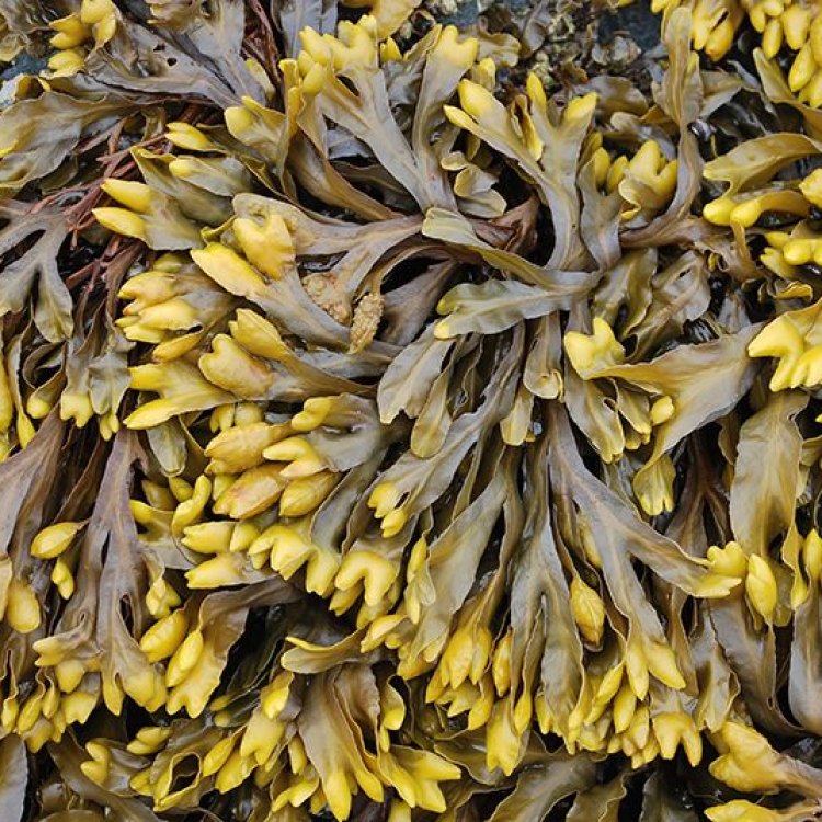 Surviving in the Rocky Intertidal Zones: The Fascinating World of the Rockweed Gunnel