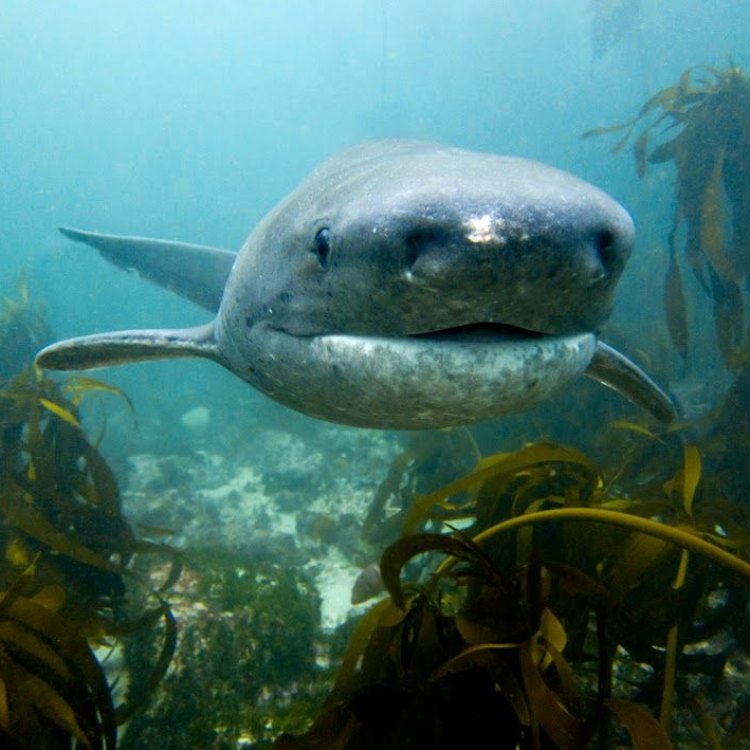The Enigmatic Sixgill Shark: Exploring the Mysteries of the Deep