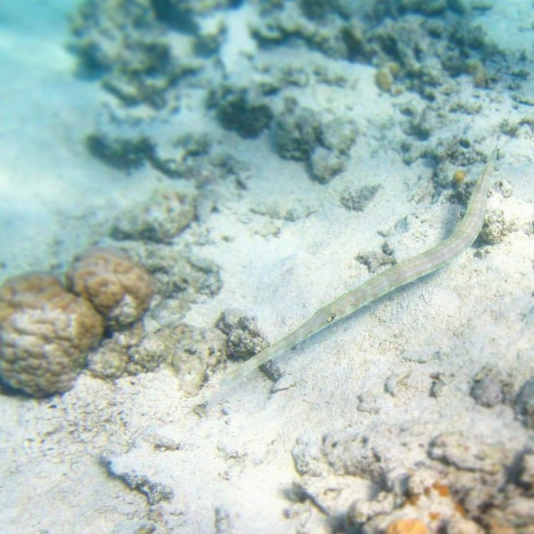 The Mysterious Cornetfish: An Ambush Predator of the Sea