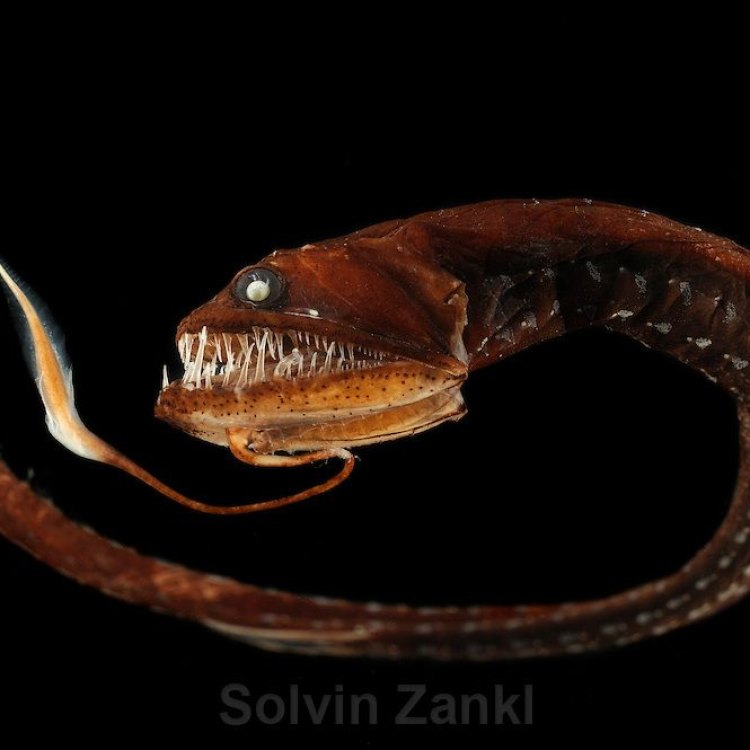 The Mysterious Black Dragonfish: A Creature of the Deep Atlantic Ocean