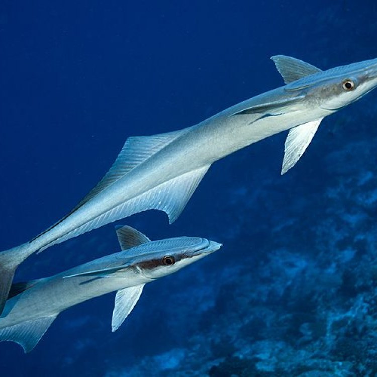 The Fascinating Life of the Remora Fish