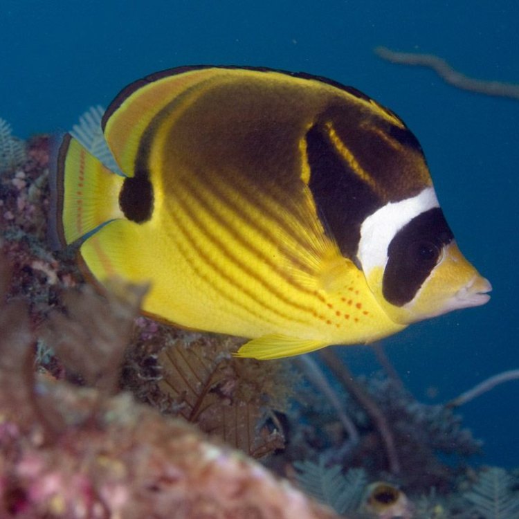 Raccoon Butterfly Fish: Beauty in the Coral Reefs