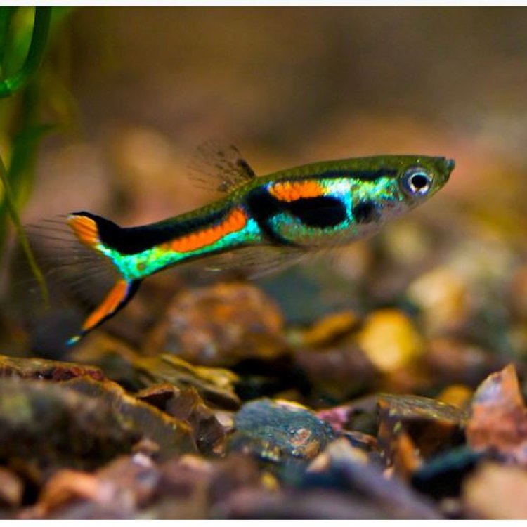 The Fascinating World of Livebearers: Get to Know These Incredible Fish
