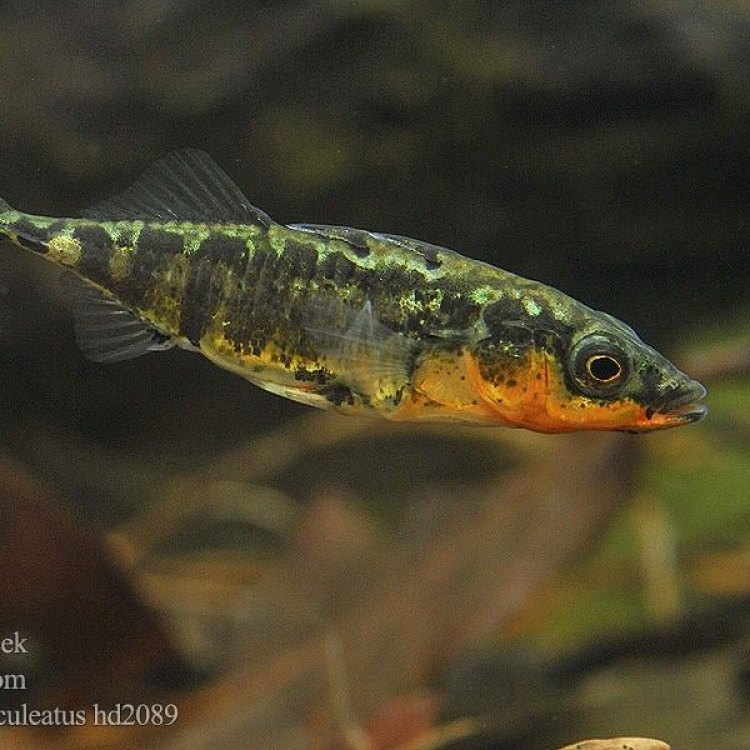 The Fascinating World of Stickleback Fish
