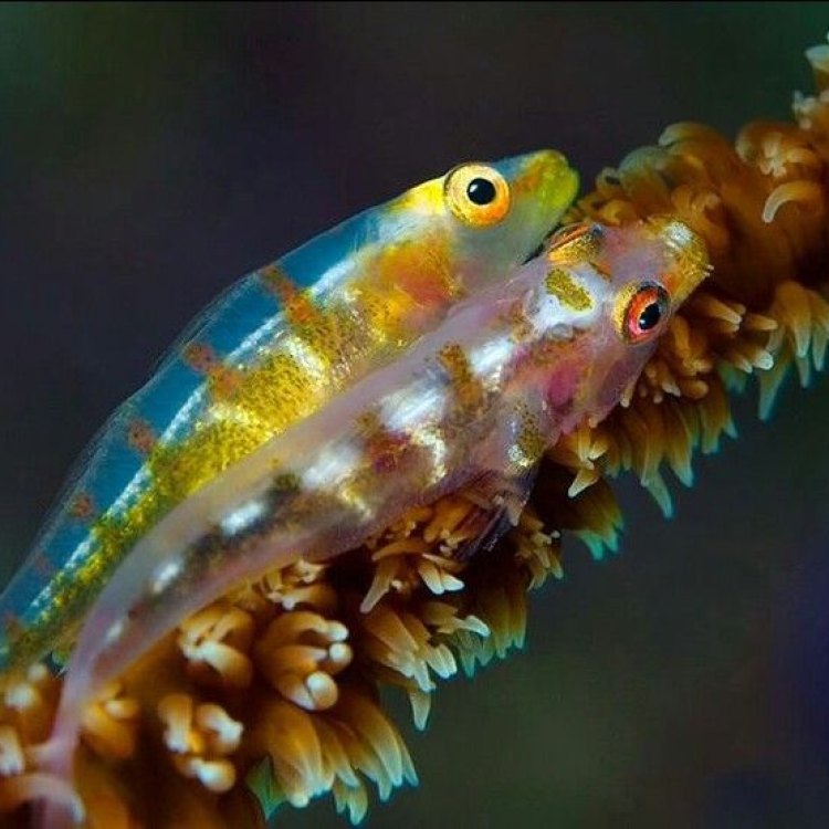 The Fascinating Two Spotted Goby: A Jewel of the Northern Atlantic Ocean