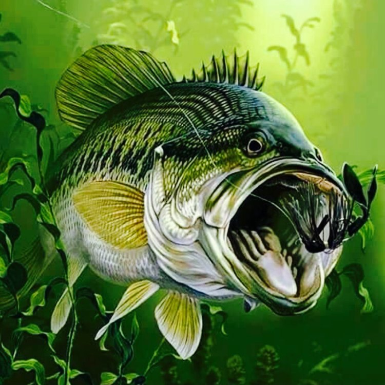 The Captivating World of Bass: A Freshwater Predator
