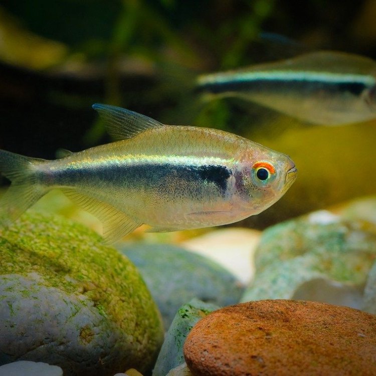 The Mysterious and Alluring Black Neon Tetra: A Hidden Gem in the Freshwater World