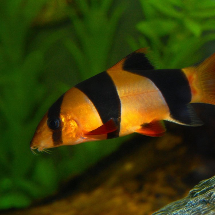 The Captivating Clown Loach: A Colorful and Long-Lived Fish