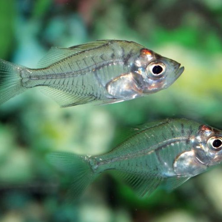 The Enigmatic Glassfish: A Hidden Gem of Southeast Asia