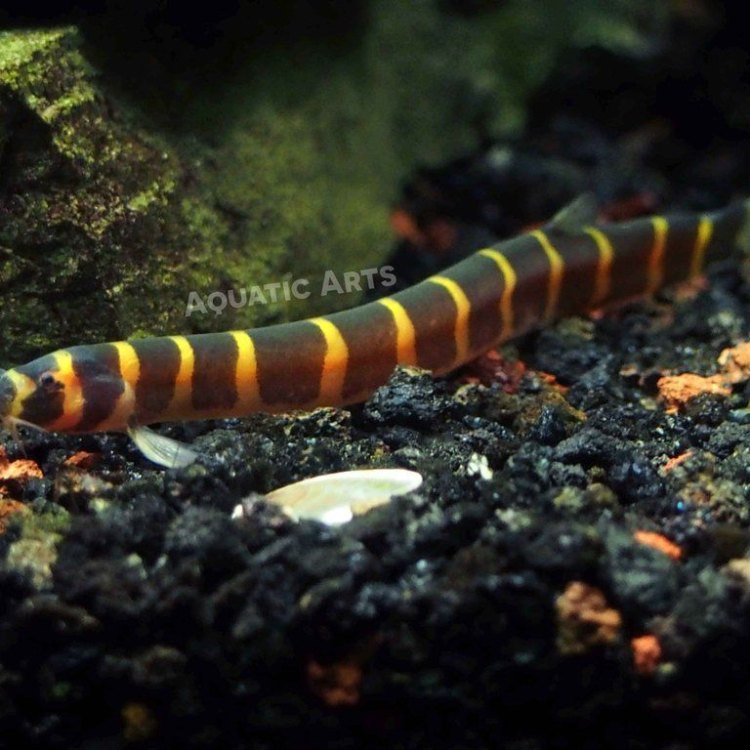 The Fascinating World of the Oriental Loach Fish: A Unique Species from Asia