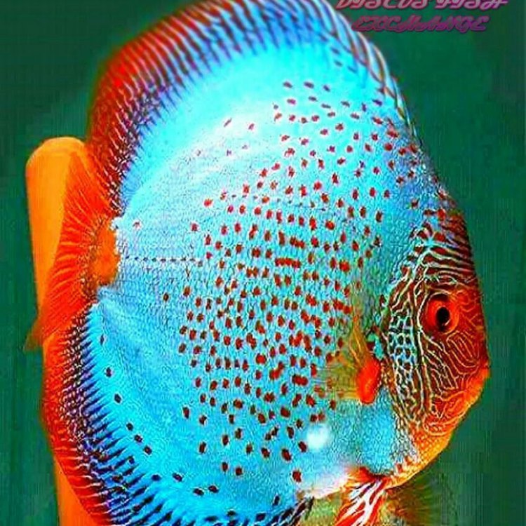 All You Need to Know About Discus Fish