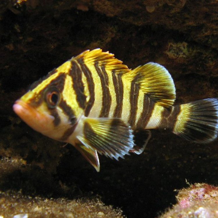 Exploring the Enigmatic Treefish: The Ambush Predator of the Kelp Forests